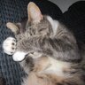 Фото профиля Sam Katt