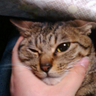るにゃんこ profil fotoğrafı