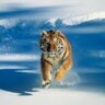 The big hunter 的头像