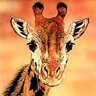 Profilbild von Giraffe Marius
