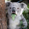 Çalışkan Koala 的头像