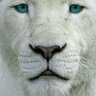 د/ ابتهال السحيباني profil fotoğrafı
