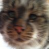 Layla's profile picture