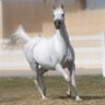مصري_بسيط profil fotoğrafı