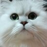 ねここ 的头像