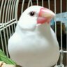 Profilbild von 小鳥のキモチ