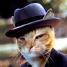 Фото профиля a Cat a Hat 🇺🇦