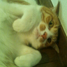 ねじこん's profile picture
