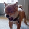 ももすけ profil fotoğrafı