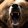 Grizzly Man's profile picture