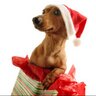 SantaPinscher 的头像