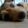Carla 🐾💛's profile picture