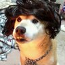 空と風と飼い主の柴バカ's profile picture