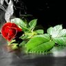 alroh ismail profil fotoğrafı