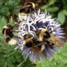 The Queen Bee 的头像