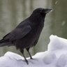 Profilbild von AesopCrow