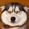 lonewolf 的头像