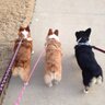 Texascorgimom 🇺🇸🇺🇸🇨🇱🇨🇱 profil fotoğrafı