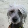 David Regier's profile picture
