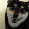 あやめ💙💛's profile picture