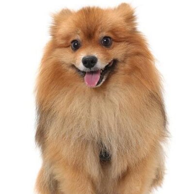 ポメ吉's profile picture