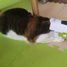 ぴこぼん 的头像