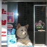 PeTsh0p.Anything 的头像