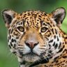 Profilbild von jaguar