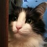 Zenyth Murk profil fotoğrafı