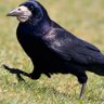 Фото профиля Corvus Frugilegus