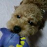 ブルージュエル profil fotoğrafı