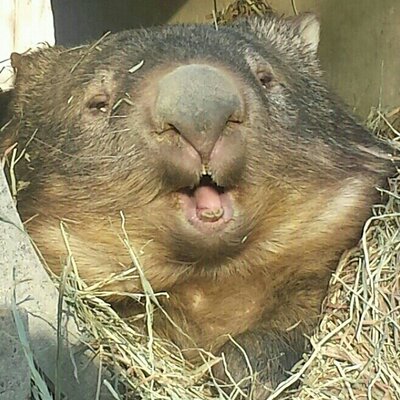 ぺっこ's profile picture