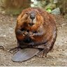 Profilbild von Eager Beaver
