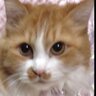 Kei H's profile picture