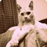 lmnopi's profile picture