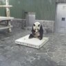 はのこさん。 的头像