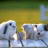 癒される動物 的头像