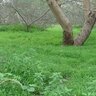 Фото профиля الهامور