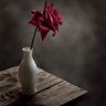 Фото профиля حصه محمد..#