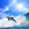 Delfin Fco Javier 🐬 profil fotoğrafı