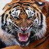 serge profil fotoğrafı