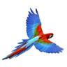 Roger's profile picture