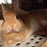 ちょとろ(あにぃ。) profil fotoğrafı