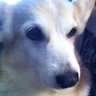 Profilbild von Corgidan ๐๐ฐ ๐ ๐