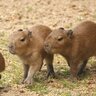 カピバラ三世 的头像