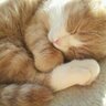 眠りねこ 的头像