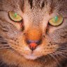 猫林虎之 的头像