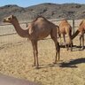 فهد البلوي profil fotoğrafı