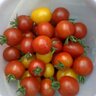 Tomato(トマトママ)'s profile picture