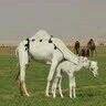 Abdullah S A Almadhi 的头像